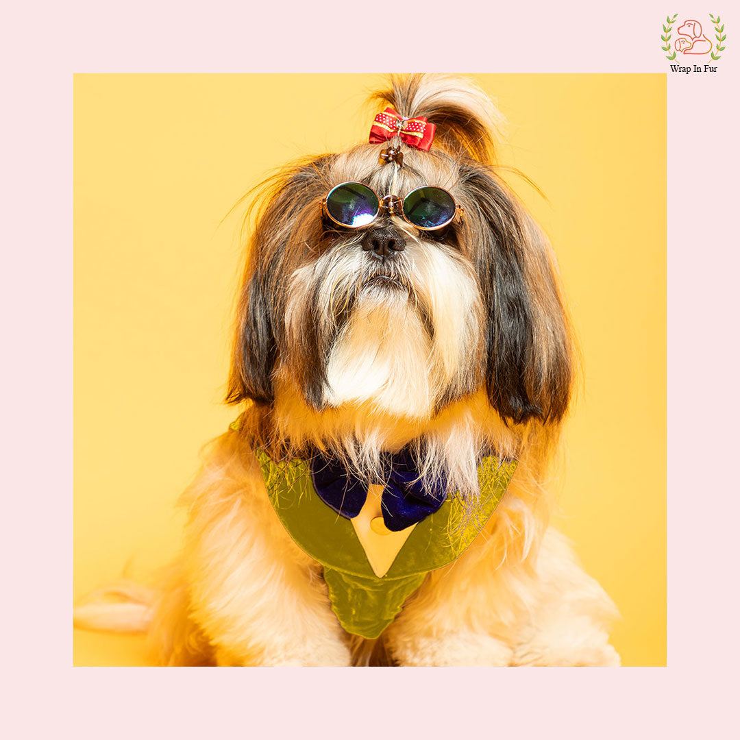 Golden Yellow Velvet Dog Tuxedo Vest - Festive Wedding Suit