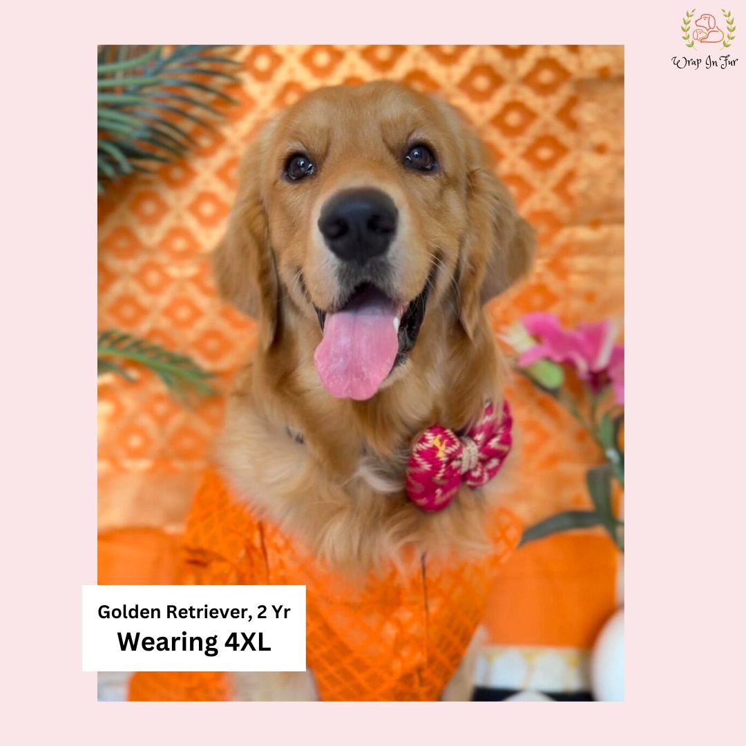 Golden retriever Orange Festive dog Jacket