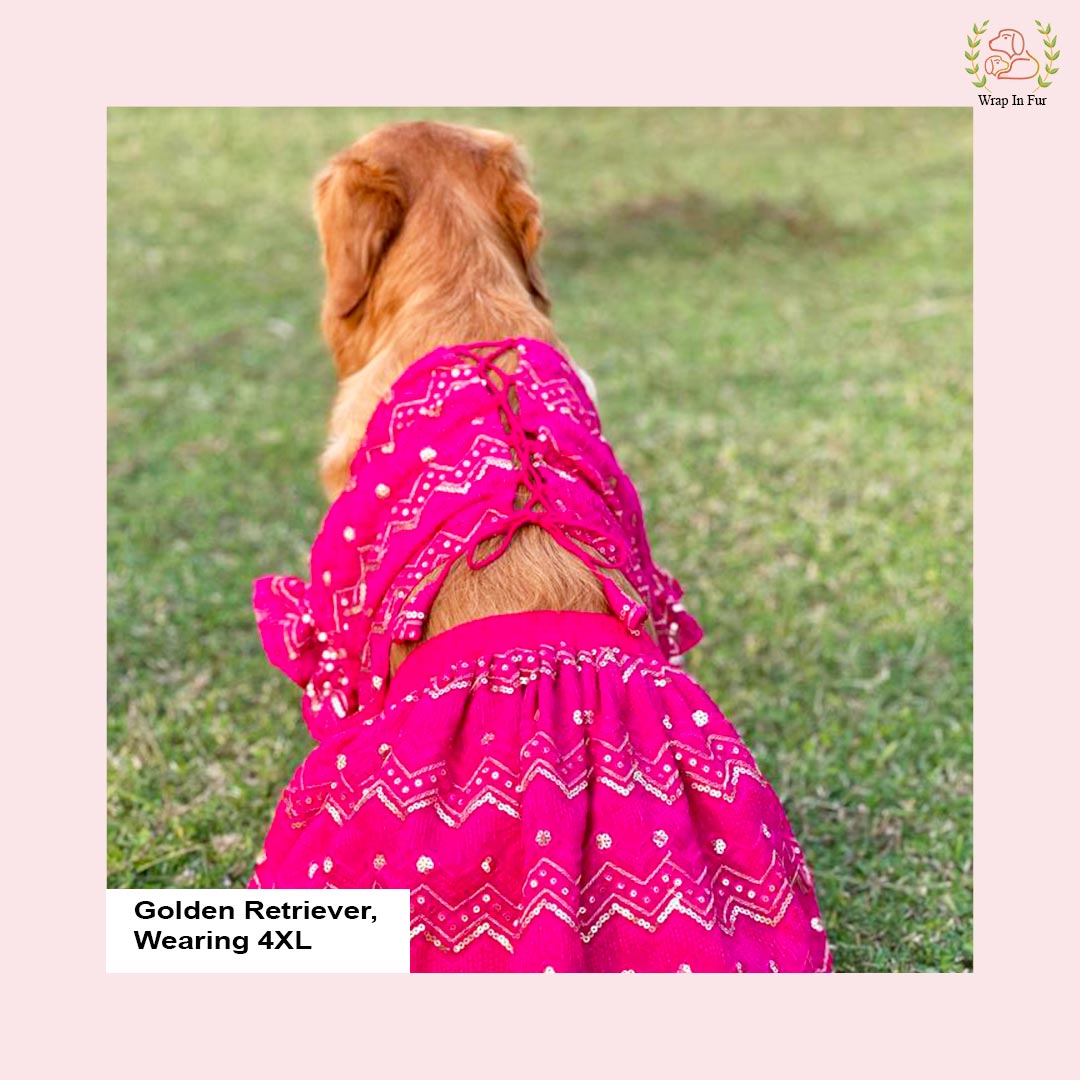 Golden retriever big dog lehenga