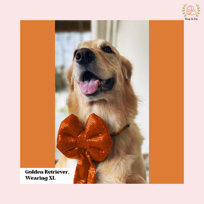 Golden retriever orange bling dog bow