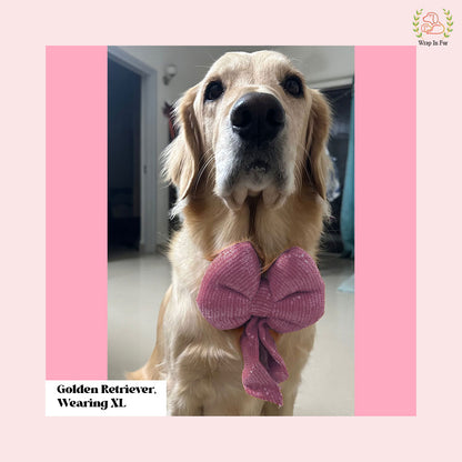 Golden retriever pink bling dog bow