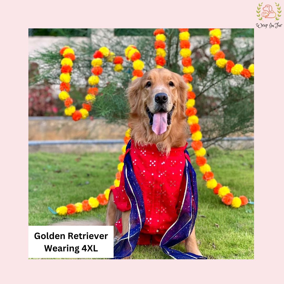 Golden retriever red dog sherwani