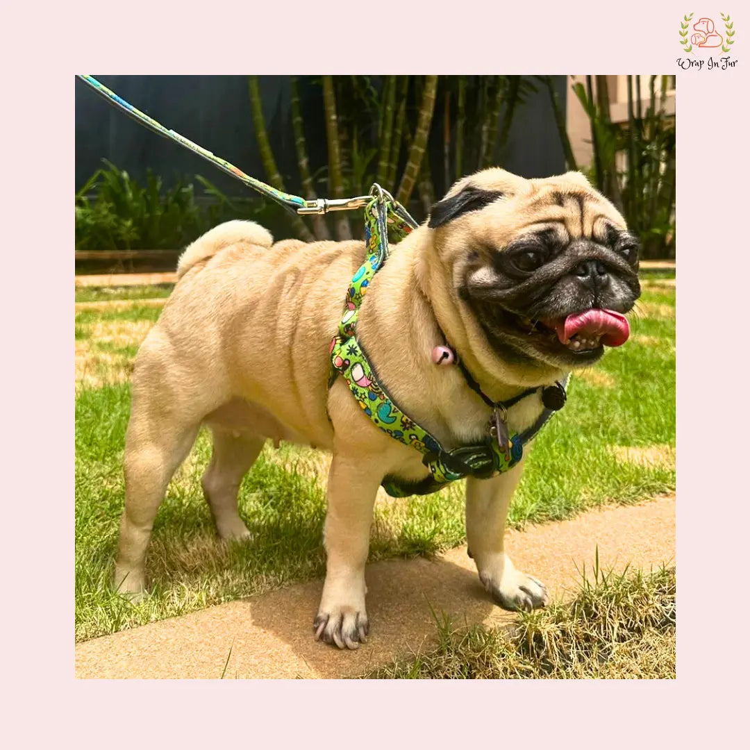 Green Fab Harness With Leash for Pug