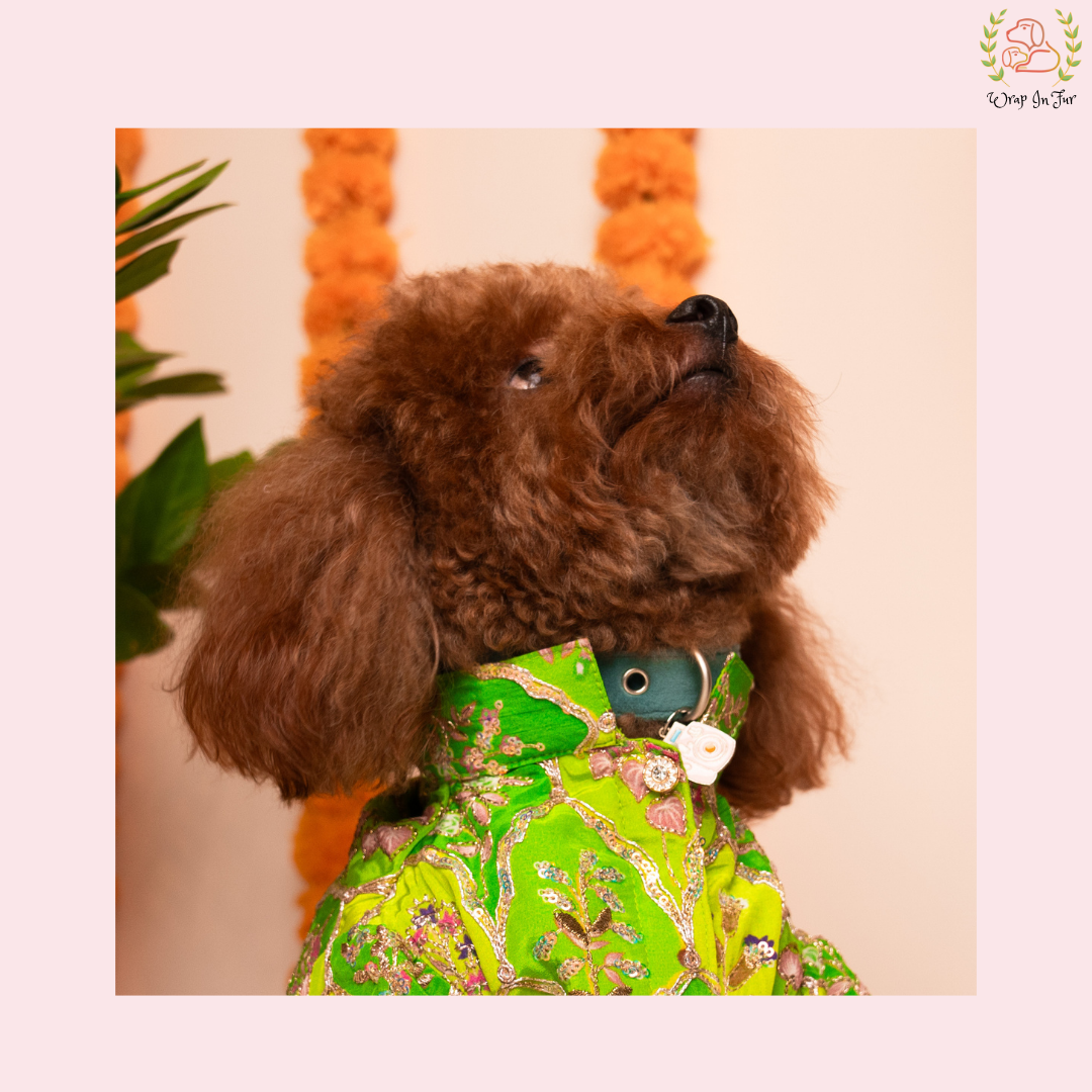 Green Zari Dog Kurta