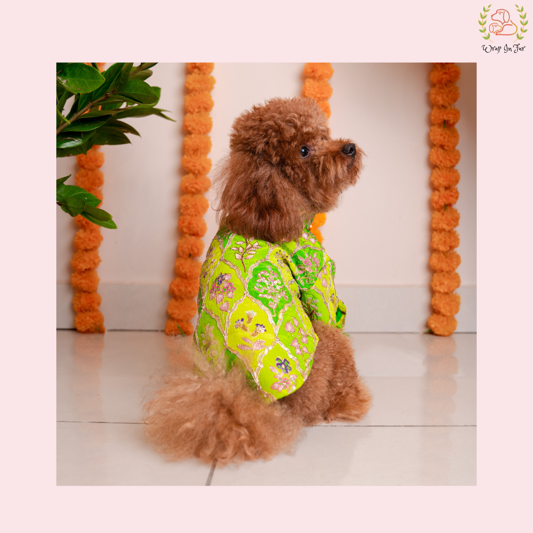 Green Zari Dog Kurta