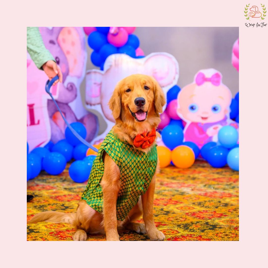 Golden retriever Green Dog Sherwani for Wedding
