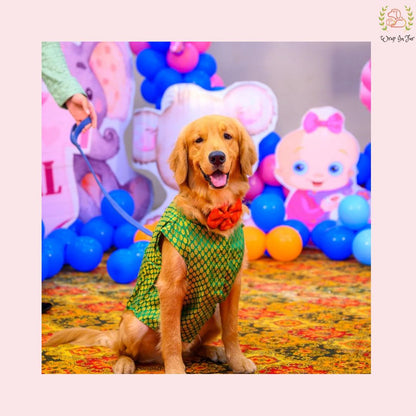 Golden retriever Green Dog Sherwani for Wedding