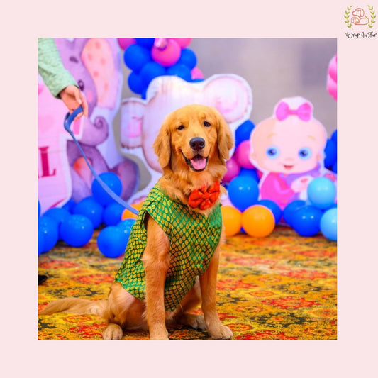 Golden retriever Green Dog Sherwani for Wedding