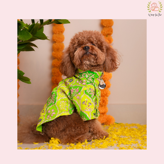 Green Zari Dog Kurta - Royal Indian Dog Ethnic Wear Dress