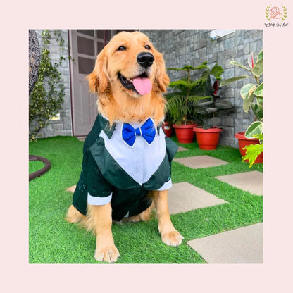 Wedding green bling golden retriver dog tuxedo suit
