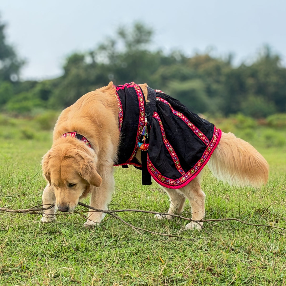 Black Mirror Work Lehenga Choli For Dogs