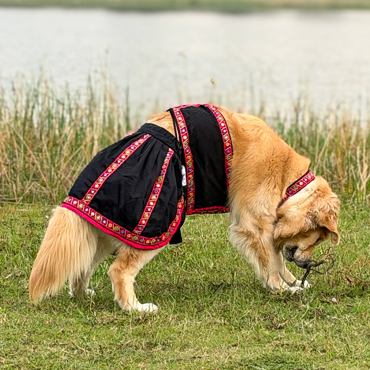 Dog Lehenga