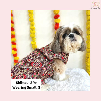 Jagmag Shihtzu dog sherwani for indian outfit