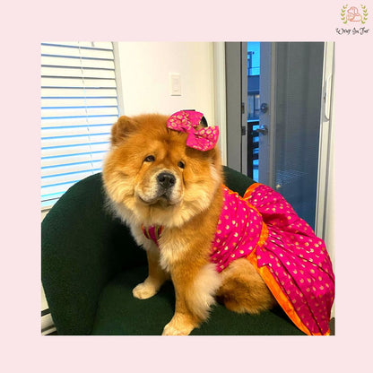 Kesari Lehenga Choli Dog Wedding Dress – Premium Dog Bridal Outfit