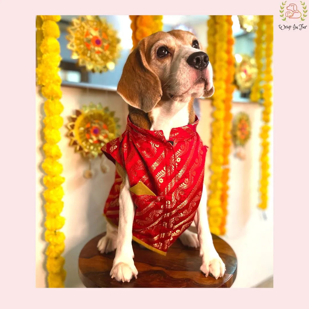 Laal Pari Crimson Red Dog Kurta - Royal Indian Dog Ethnic Wear