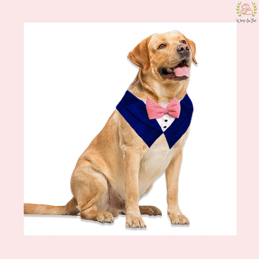 Luxury Blue Velvet Tuxedo Style Dog Bandana - Wedding Accessory