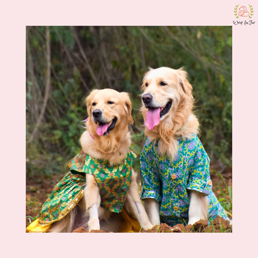 Luxury Patola Frock Dog Bridal Dress – Ethnic Wedding Wear for Dogs