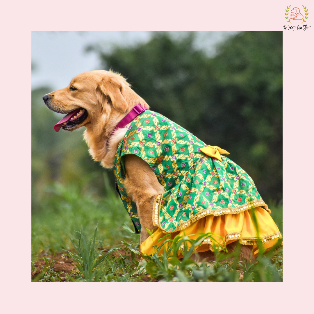 Luxury Patola Frock Dog Bridal Dress – Ethnic Wedding Wear for Dogs