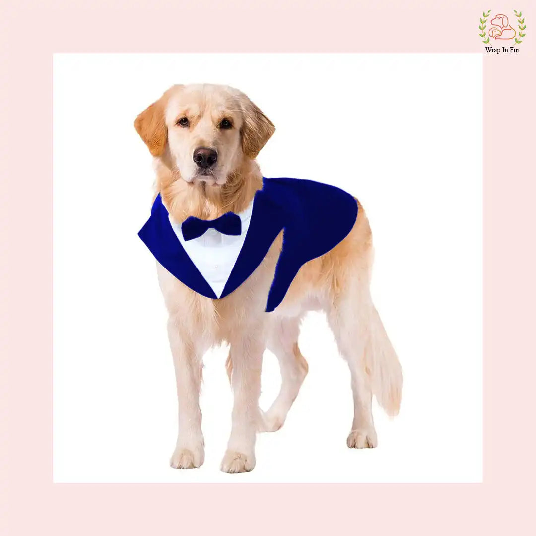 Luxury Royal Blue Velvet Dog Tuxedo Suit | Formal Wedding Cape
