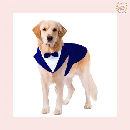 Luxury Royal Blue Velvet Dog Tuxedo Suit | Formal Wedding Cape