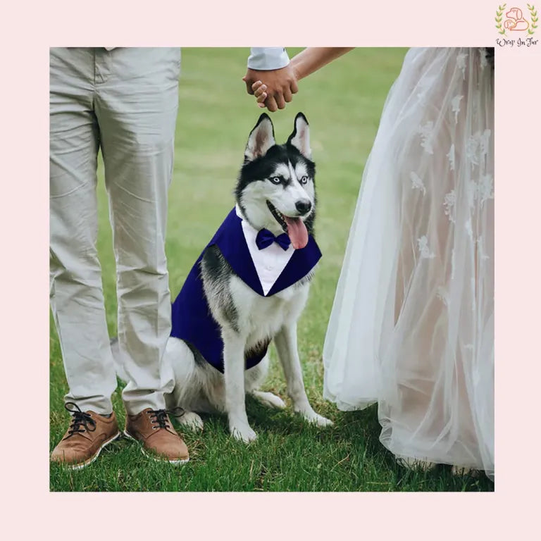 Luxury Royal Blue Velvet Dog Tuxedo Suit | Formal Wedding Cape
