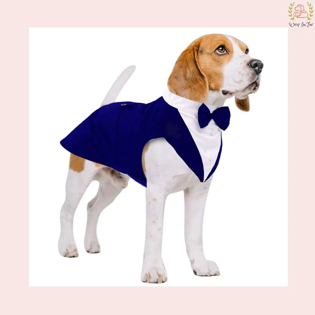 Luxury Royal Blue Velvet Dog Tuxedo Suit | Formal Wedding Cape