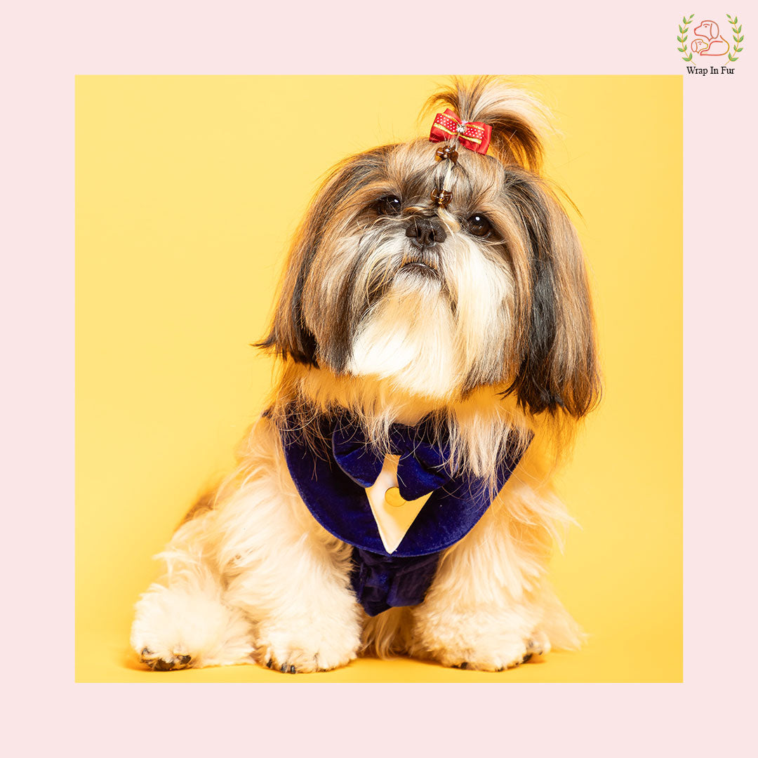 Luxury Royal Blue Velvet Dog Tuxedo Vest - Formal Wedding Suit