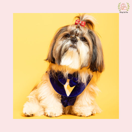 Luxury Royal Blue Velvet Dog Tuxedo Vest - Formal Wedding Suit