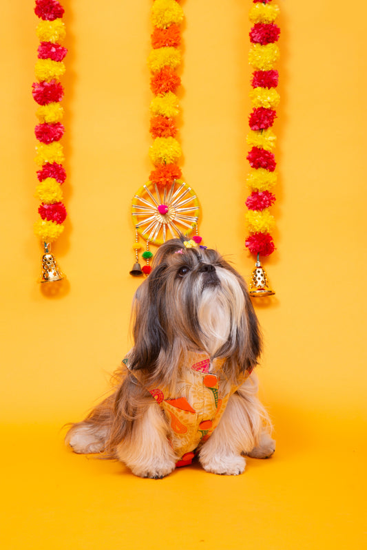 Cream Patakha Dog Sherwani