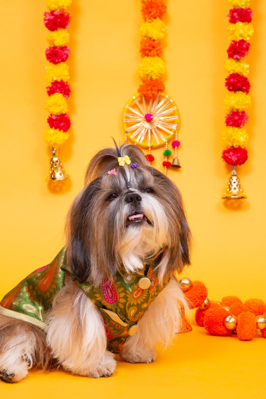 Green Patakha Dog Sherwani
