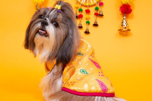 Yellow Patakha Dog Sherwani
