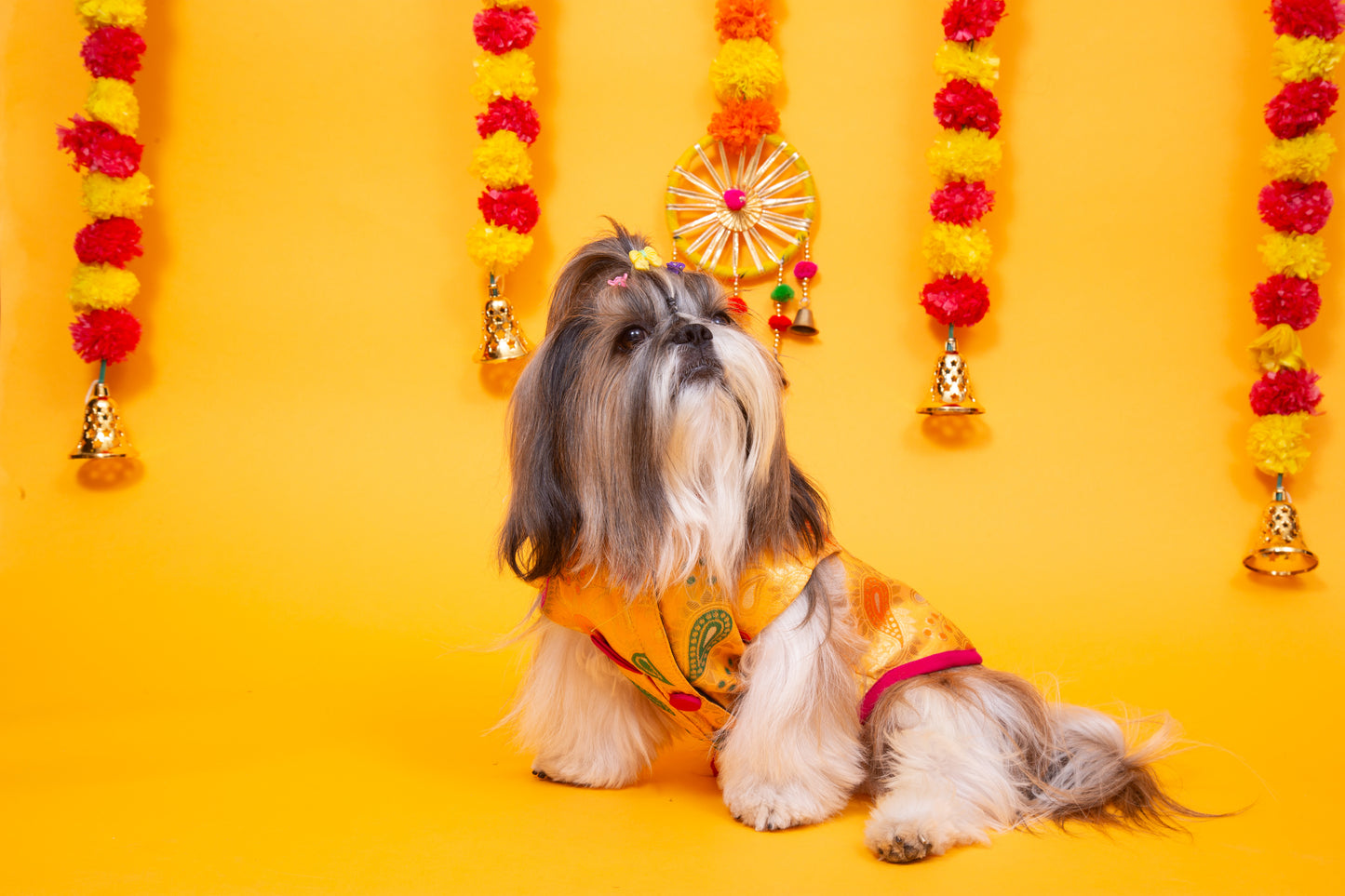 Yellow Patakha Dog Sherwani