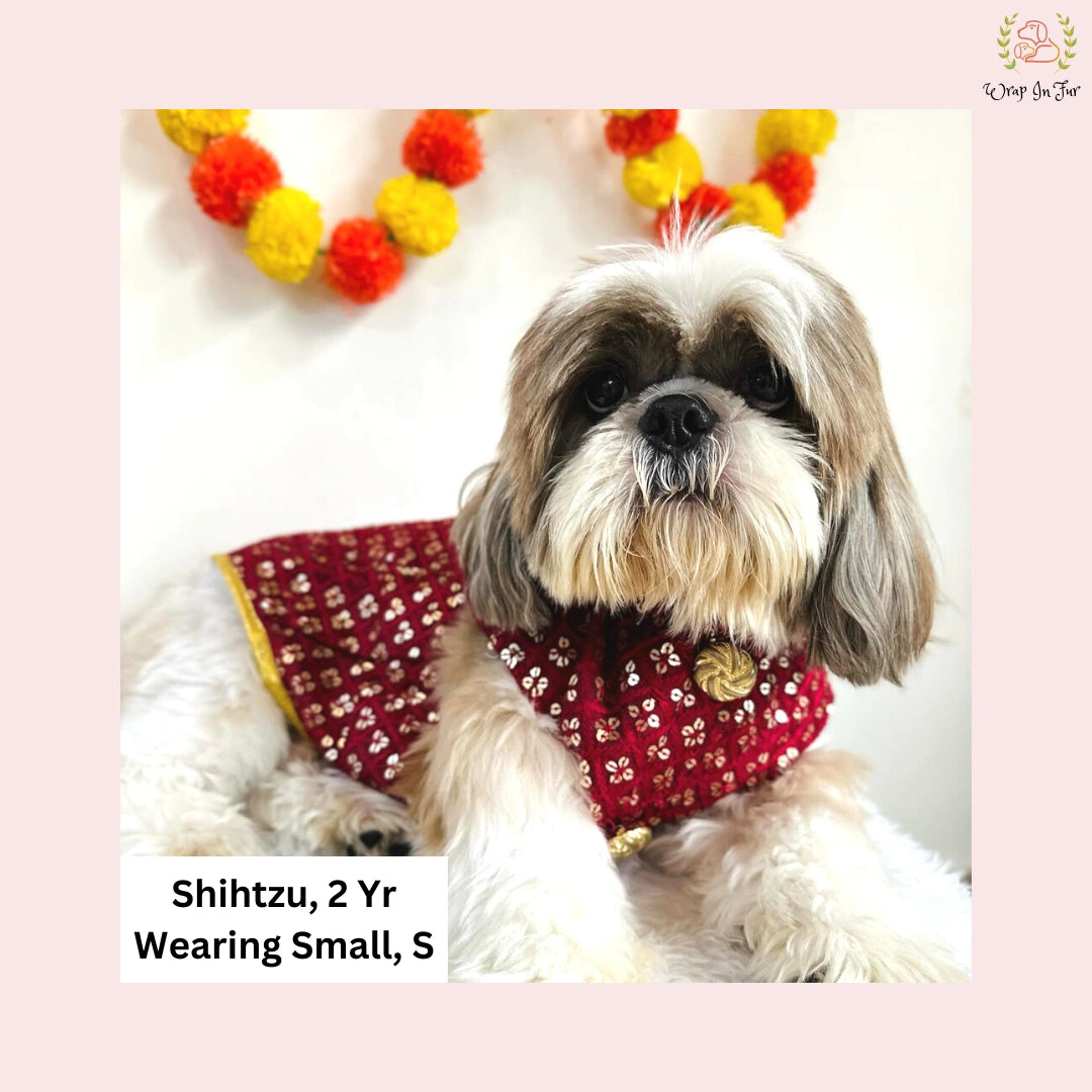 maroon golden dog sherwani for shihtzu dog