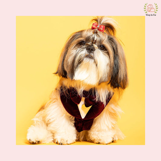 Maroon Velvet dog Tuxedo collar for birthday