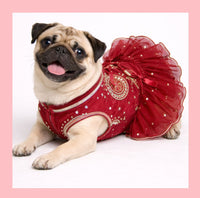 Maroon Mirror Work Dog Lehenga – Luxury Dog Wedding Dress