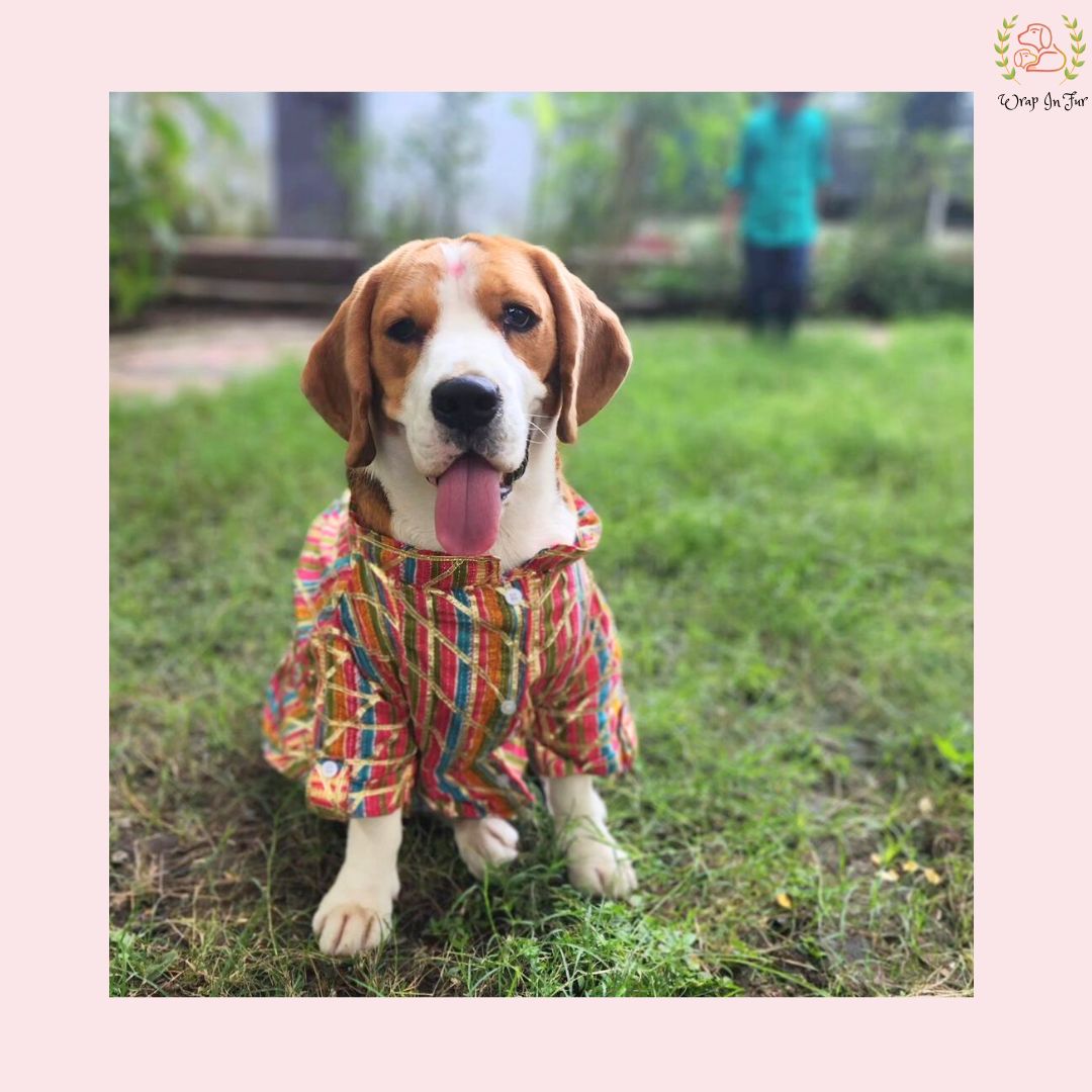 Multicolor Gota Dog Kurta - Premium Indian Dog Ethnic Wear