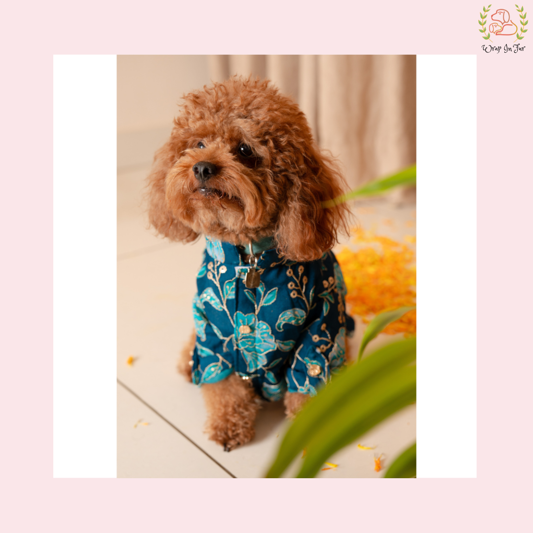 Neel Pushp Dog Kurta - Royal Teal Indian Dog Ethnic Wear Dress