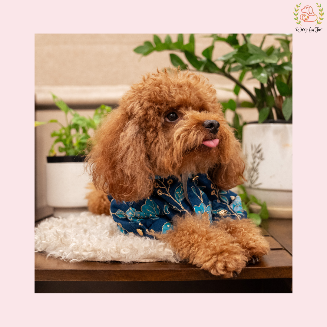 Neel Pushp Dog Kurta - Royal Teal Indian Dog Ethnic Wear Dress