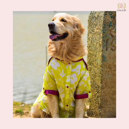 Neon Lime Pathani Dog Kurta Shirt - Modern Indian Dog Ethnic Wear