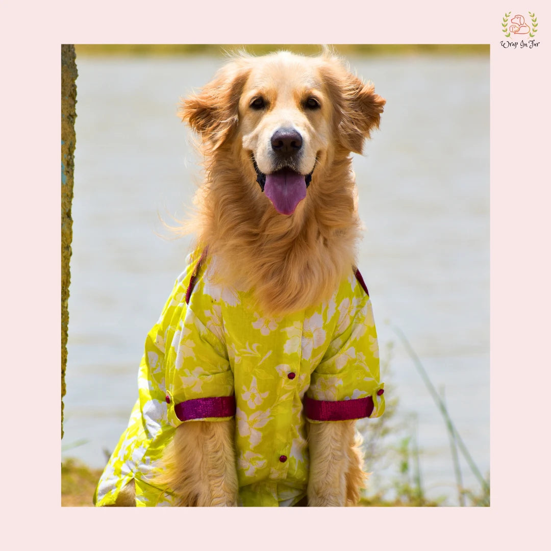 Neon Lime Pathani Dog Kurta Shirt - Modern Indian Dog Ethnic Wear
