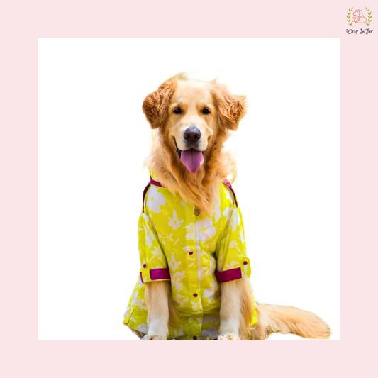 Neon Pathani Dog Kurta