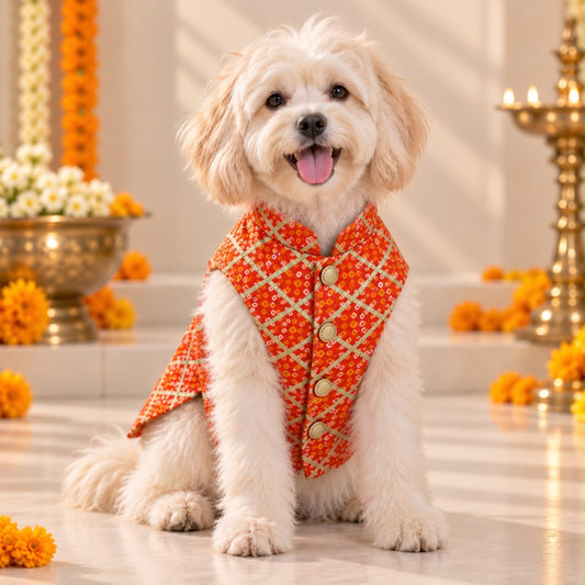 Orange Bandhani Dog Sherwani