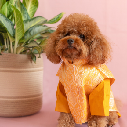 Orange Dog Kurta Set - Royal Indian Dog Ethnic Wear Jacket Dress