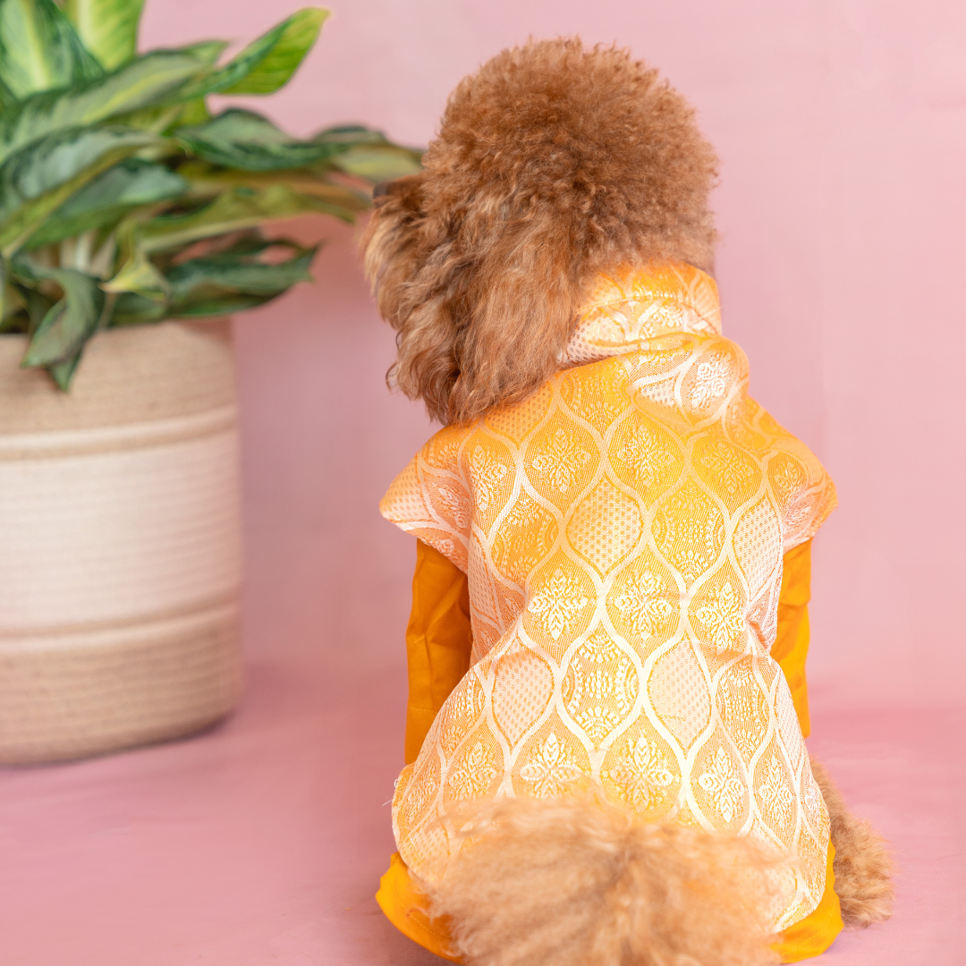 Orange Dog Kurta Set - Royal Indian Dog Ethnic Wear Jacket Dress