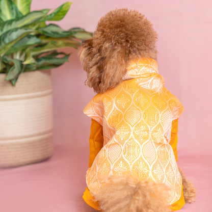 Orange Dog Kurta Set - Royal Indian Dog Ethnic Wear Jacket Dress