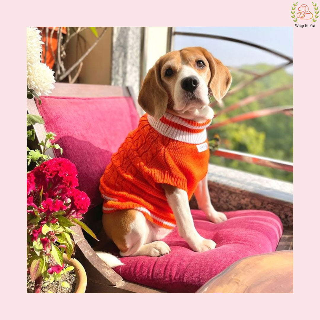 Orange Glow Dog Sweater – Warm & Cozy Solid Knit