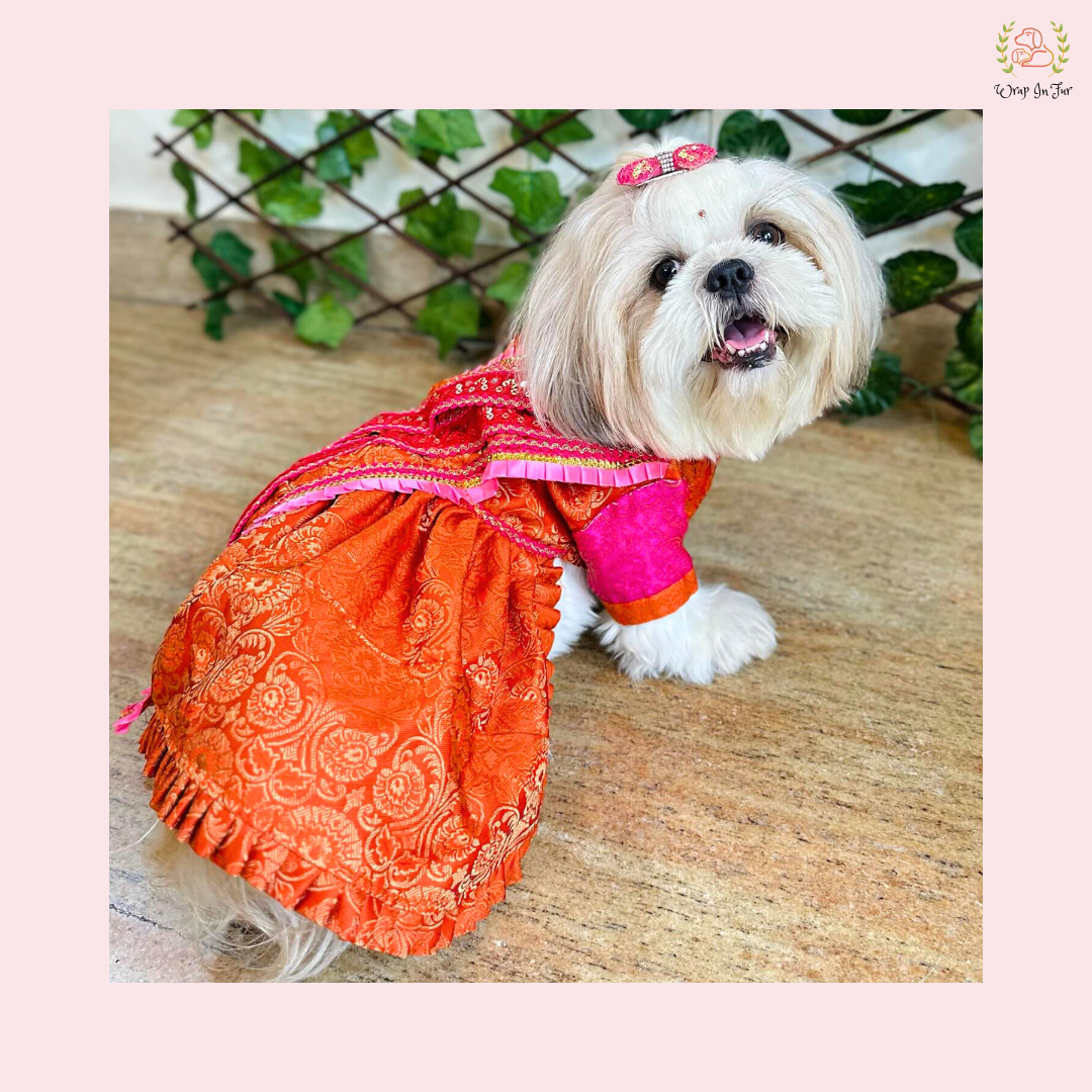 Orange & Pink Brocade Dog Bridal Dress - Traditional Saree Style Frock