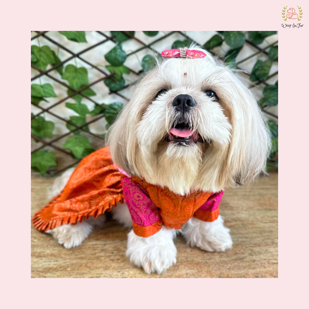 Orange & Pink Brocade Dog Bridal Dress - Traditional Saree Style Frock