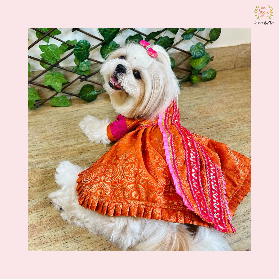 Orange & Pink Brocade Dog Bridal Dress - Traditional Saree Style Frock
