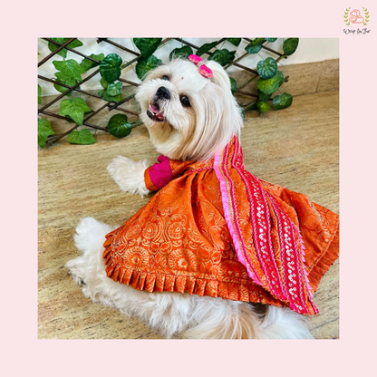 Orange & Pink Brocade Dog Bridal Dress - Traditional Saree Style Frock